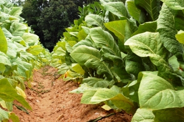 This photo of tobacco growing in the field in North Carolina was taken by photographer Julia Freeman-Woolpert of Concord, New Hampshire.